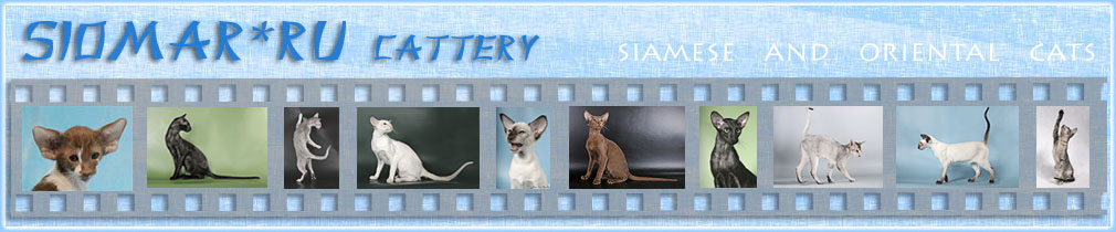   -     | SIOMAR cattery - siamese and orientals shorthair cats